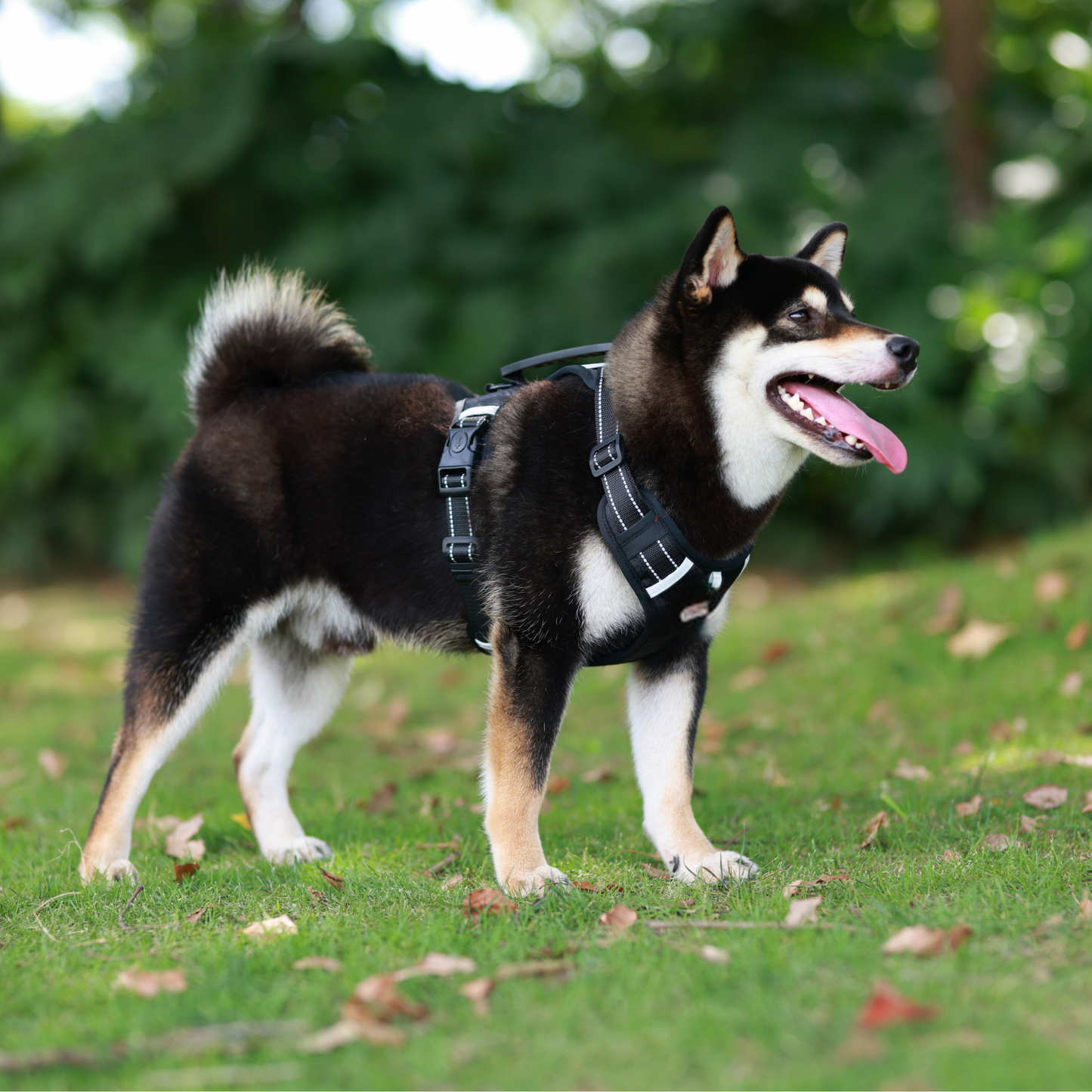 [3 in 1] Heavy Duty Dog Harness, No-Pull Reflective Tough Trim Harness for Small, Medium & Large Dogs - Military Grade Nylon, 2 Leash Clips & Handle with Padded Leash and Brush