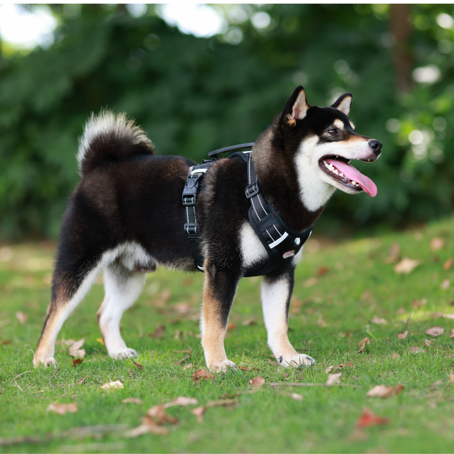 [3 in 1] Heavy Duty Dog Harness, No-Pull Reflective Tough Trim Harness for Small, Medium & Large Dogs - Military Grade Nylon, 2 Leash Clips & Handle with Padded Leash and Brush