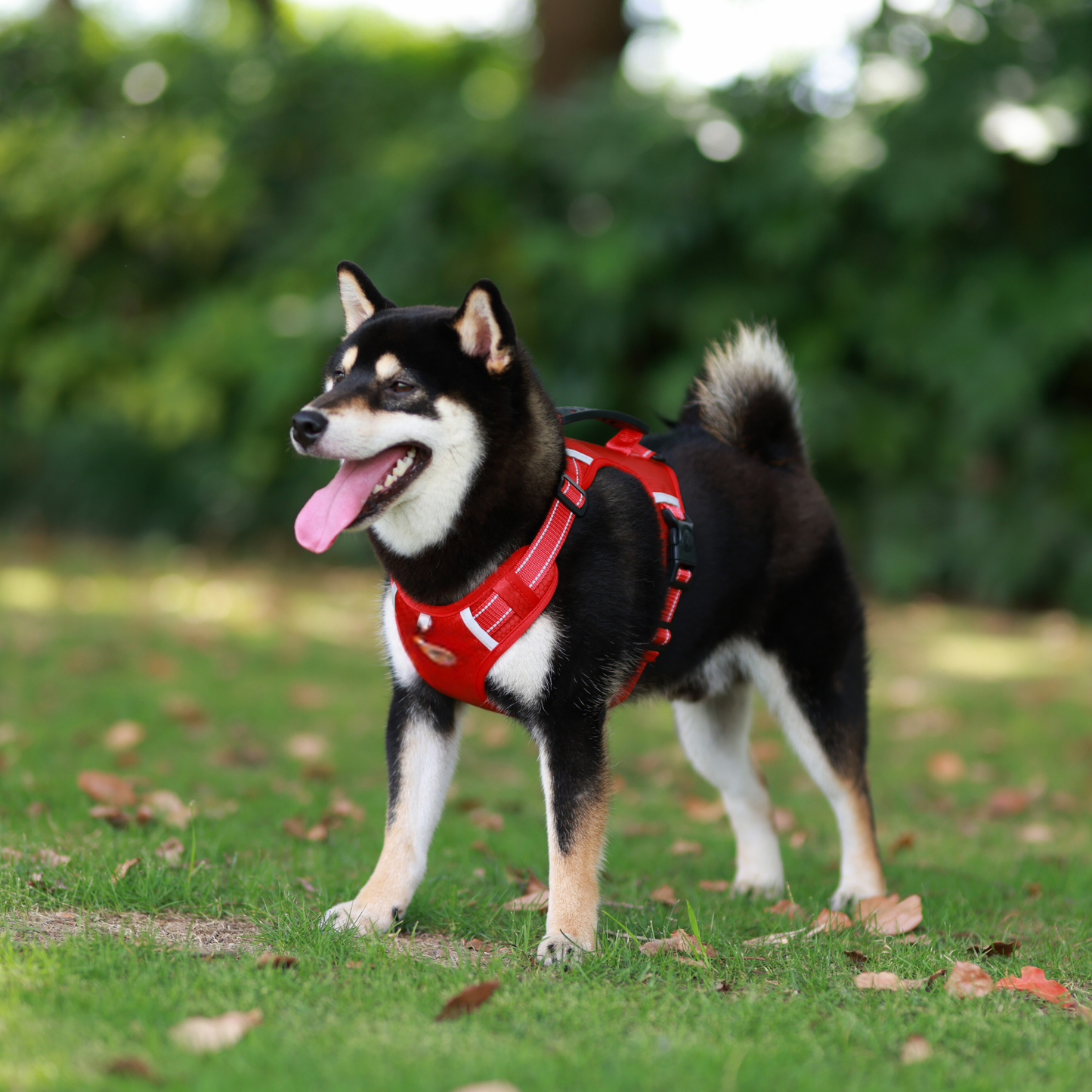 [3 in 1] Heavy Duty Dog Harness, No-Pull Reflective Tough Trim Harness for Small, Medium & Large Dogs - Military Grade Nylon, 2 Leash Clips & Handle with Padded Leash and Brush