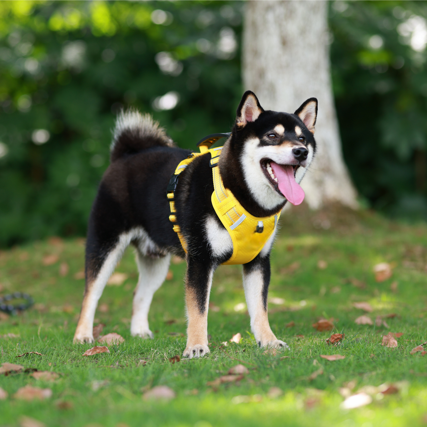 [3 in 1] Heavy Duty Dog Harness, No-Pull Reflective Tough Trim Harness for Small, Medium & Large Dogs - Military Grade Nylon, 2 Leash Clips & Handle with Padded Leash and Brush